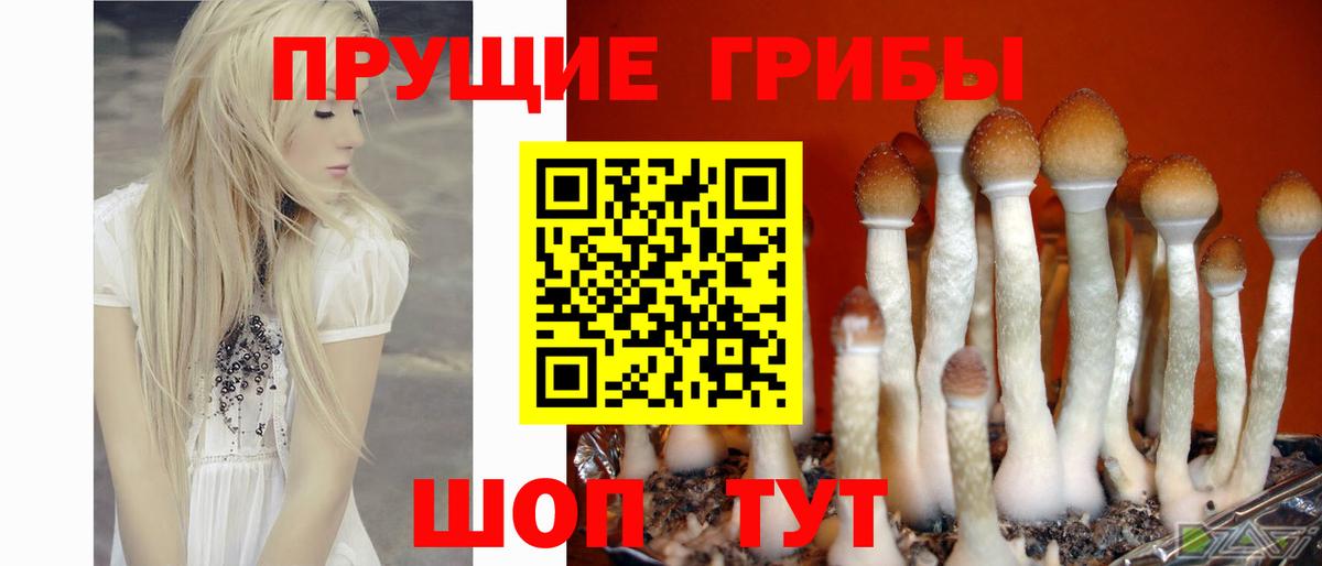 Галлюциногенные грибы мухоморы Сосновый Бор